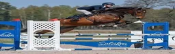 Hoppning hästar till salu: Trevlig hopphäst  - Annons 2