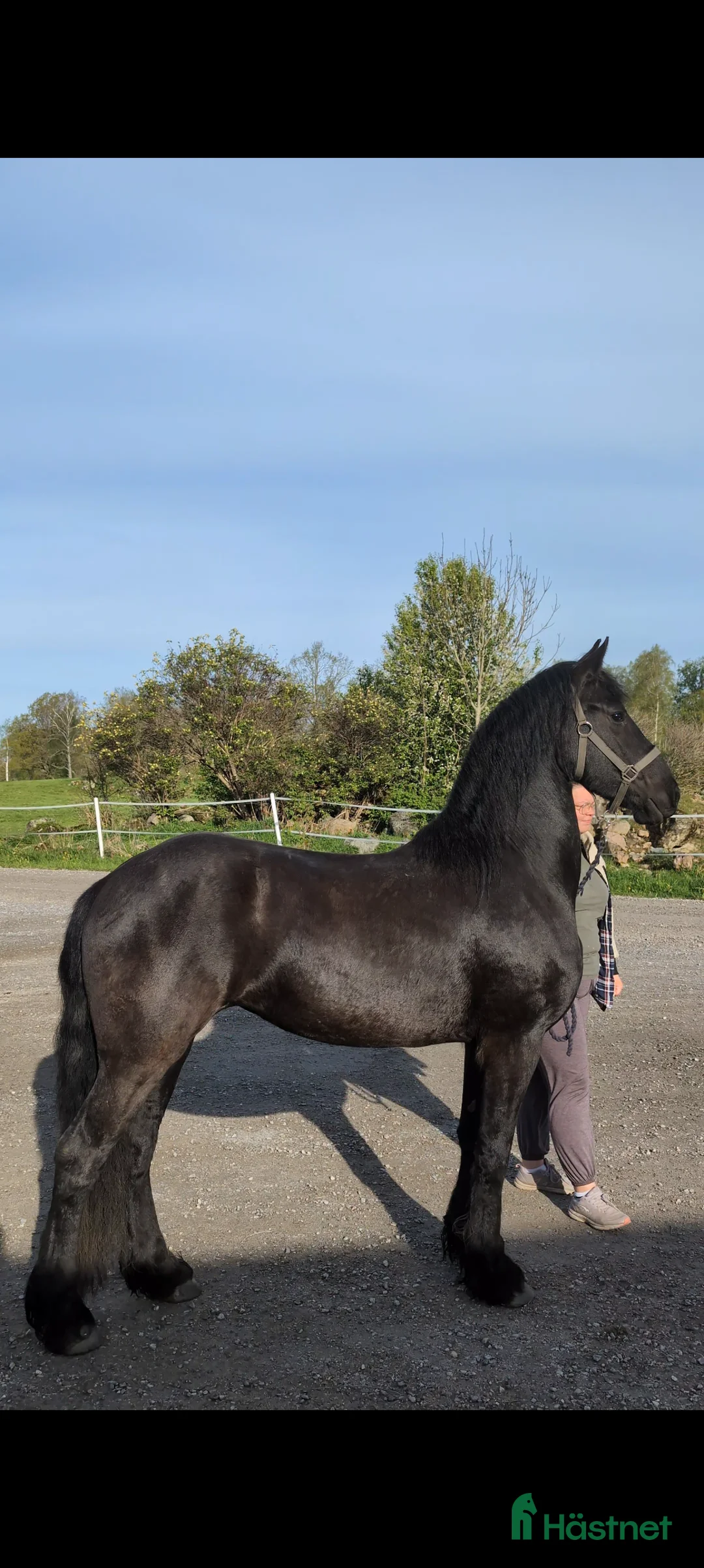 Avelshästar hästar till salu: Vackra Vienna af Aftonmora  - Annons 4