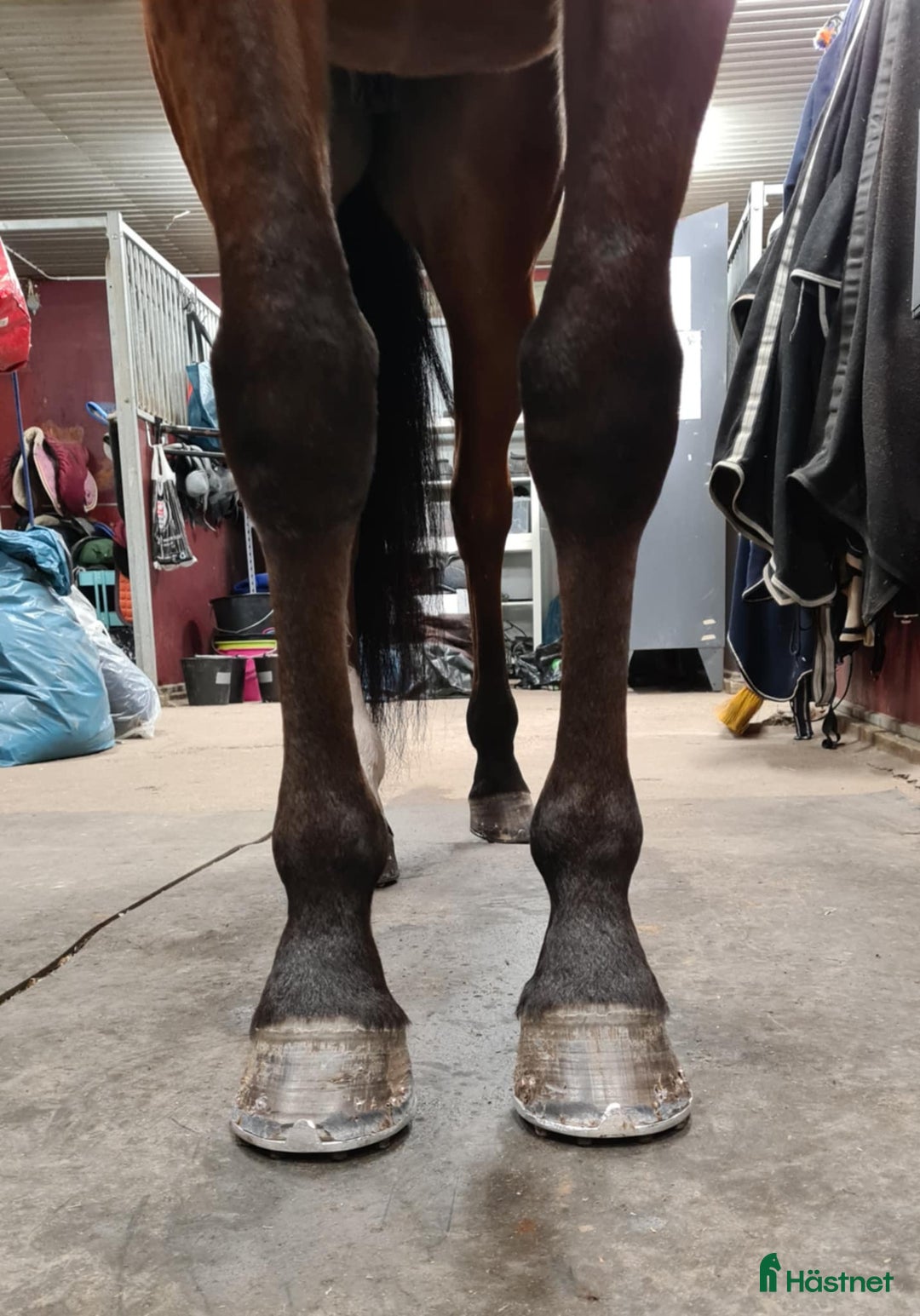 Trav hästar till salu: Starthäst i Piteå - Annons 7