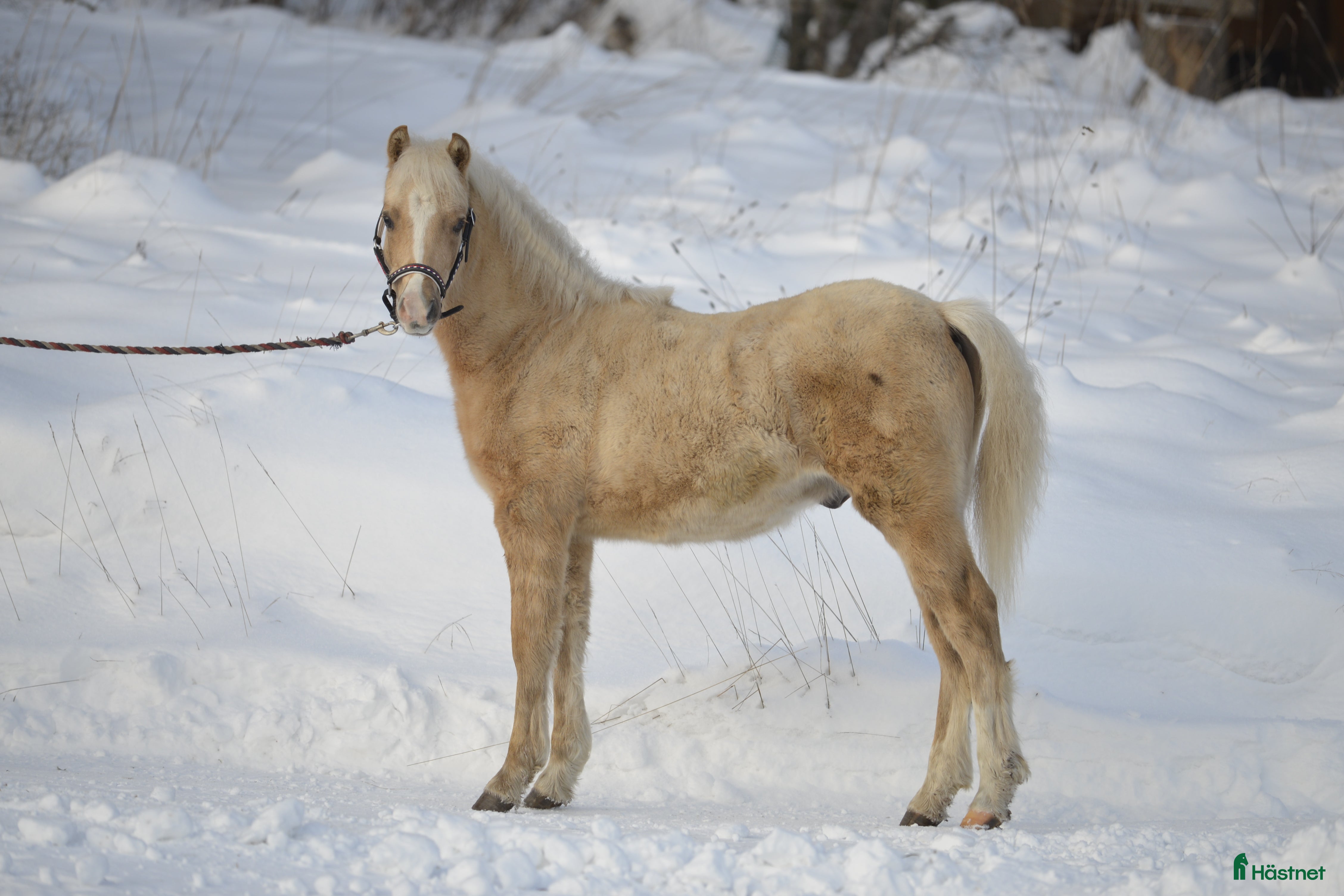  hästar Welshponny hingståring - Annons 1
