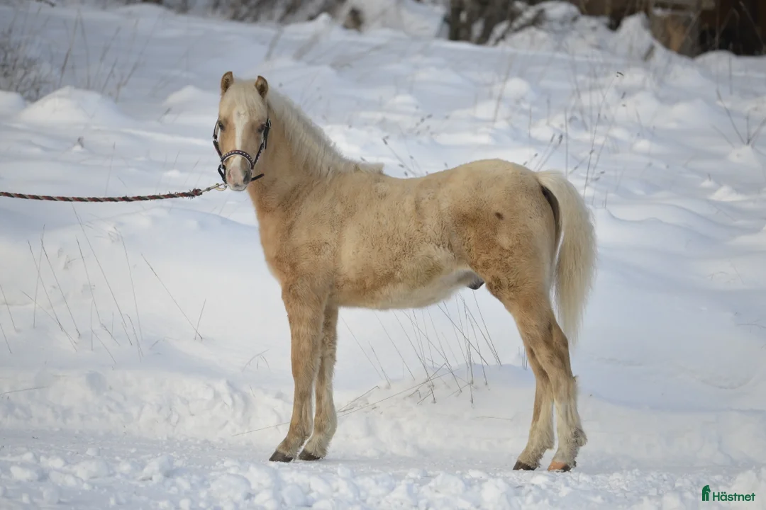Allround hästar till salu: Welshponny hingståring - Annons 1