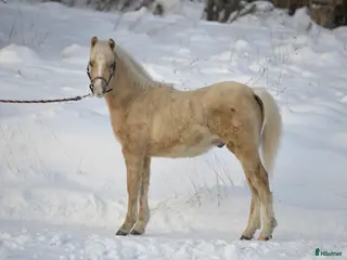 hästar Welshponny hingståring - Annons 1