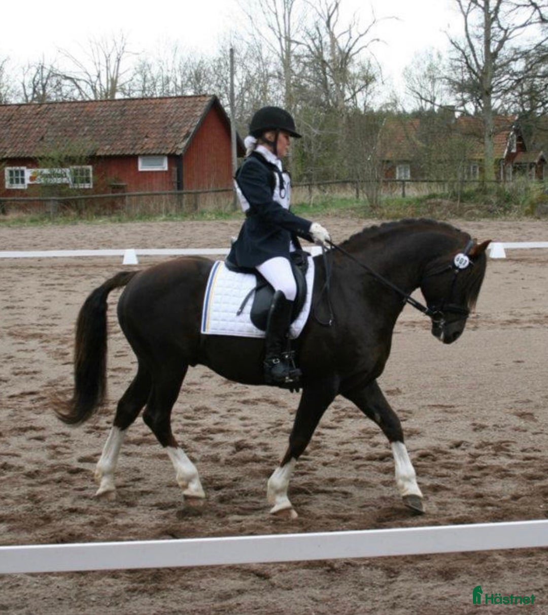 Jackor & Kavajer ryttarutrustning till salu: RIDKAVAj FRÅN PIKEUR I NYSKICK! i Stånga - Annons 3