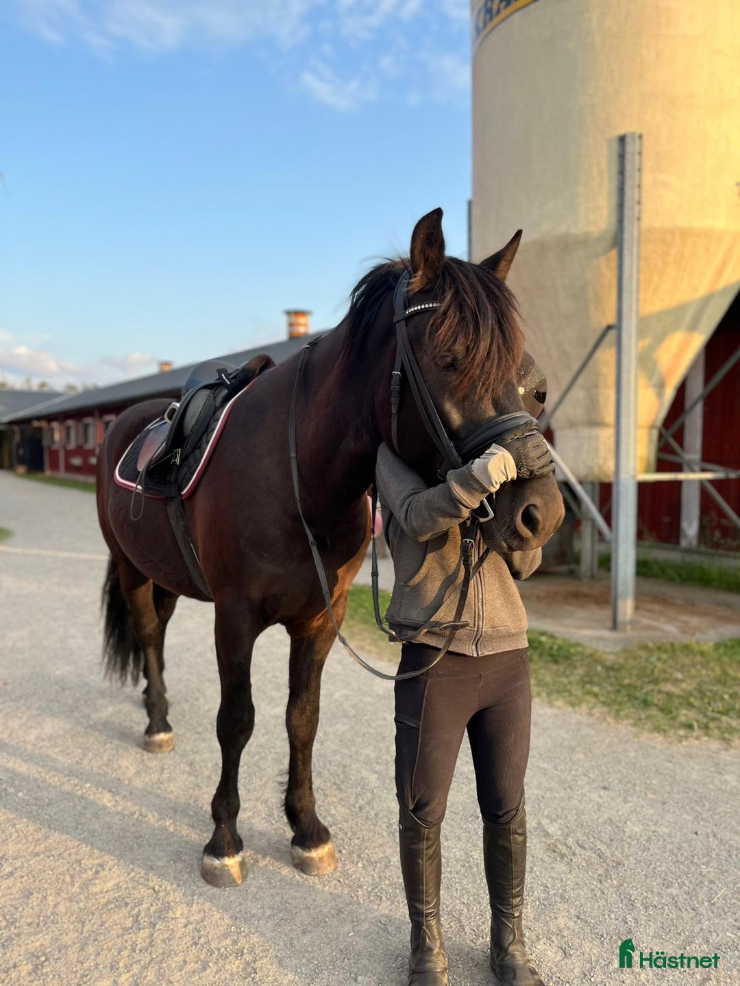 Allround hästar till salu: Sagohäst till salu! i Gustavsberg - Annons 2