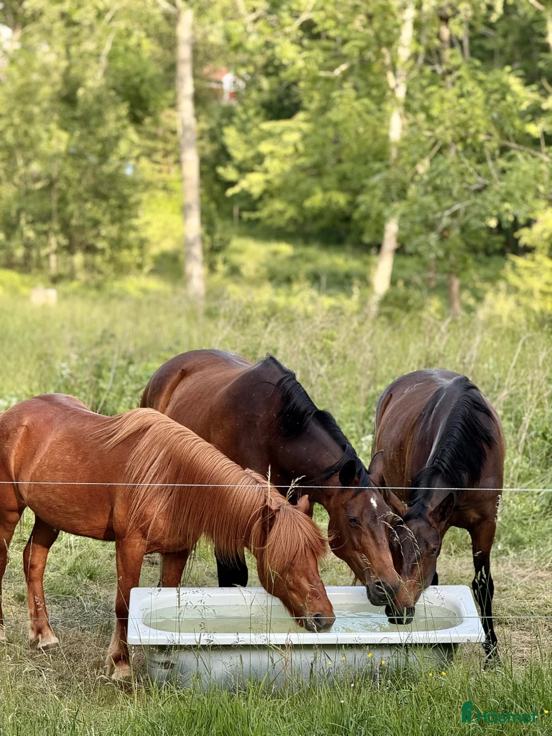 Galleribild {{count}}