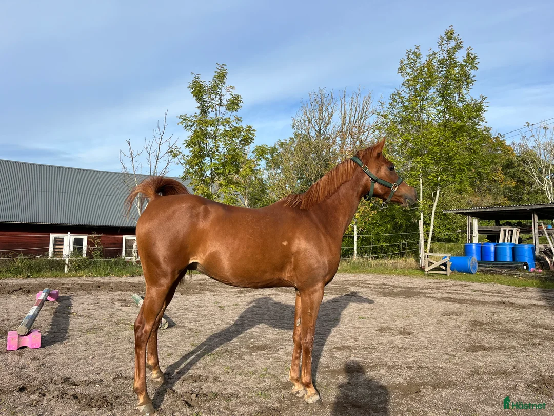 Allround hästar till salu: Personlig herre söker nytt hem!  - Annons 2