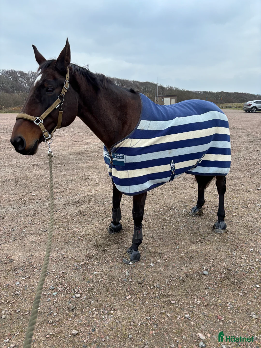 Sällskap hästar till salu: Keltic söker sitt sista och bästa hem i Gothenburg - Annons 3