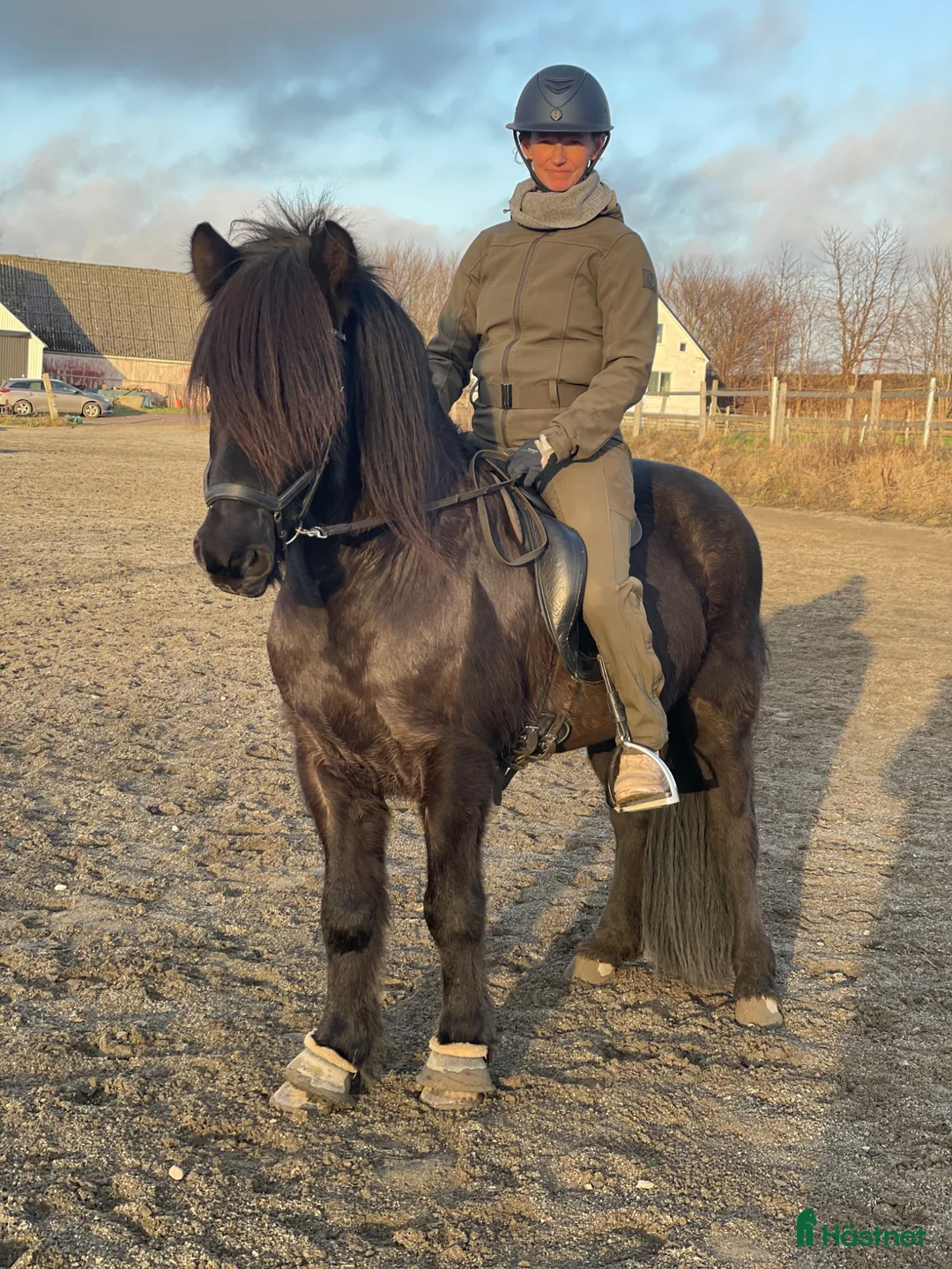 Island hästar till salu: En trevlig kille med mycket tölt!  i Rydebäck - Annons 2