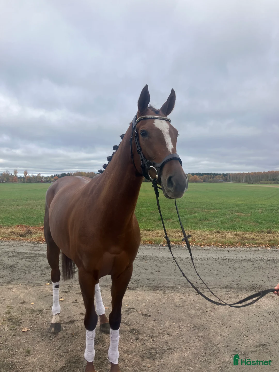 Allround hästar till salu: Mycket pigg framåt Häst med potential  i Skara - Annons 2