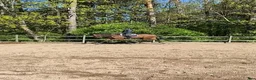 Dressyr hästar sökes: Söker dressyrhäst i Vallentuna - Annons 1