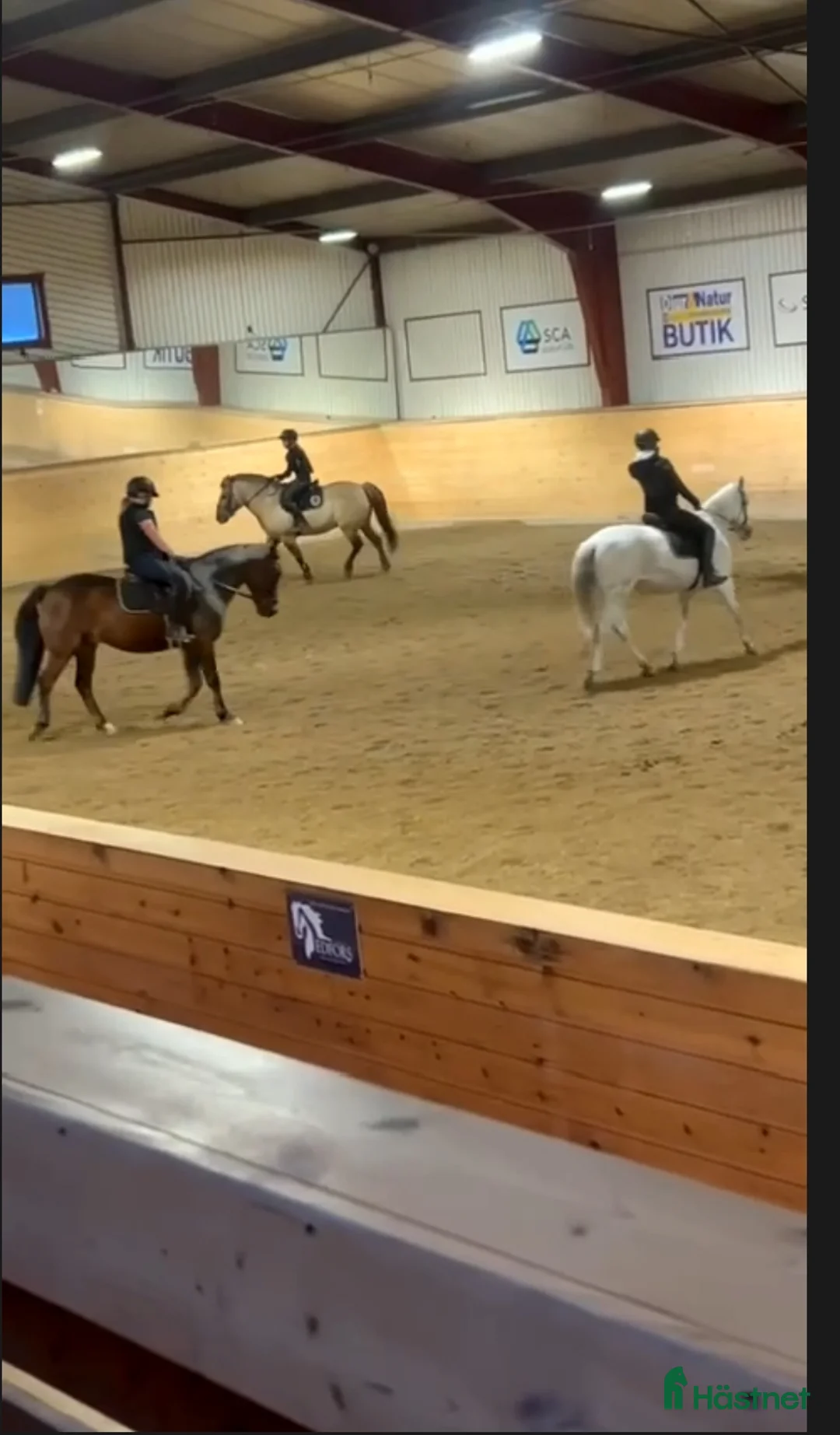 Allround hästar sökes: Foderhäst !sökes! - Annons 2