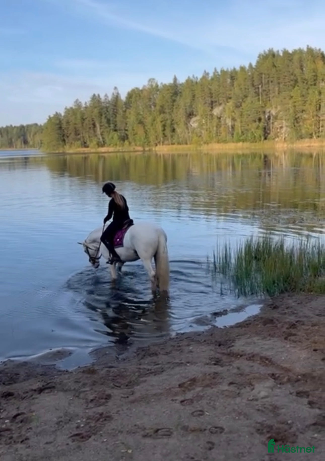  hästar jag letar efter min bästa vän!❤️ - Annons 20