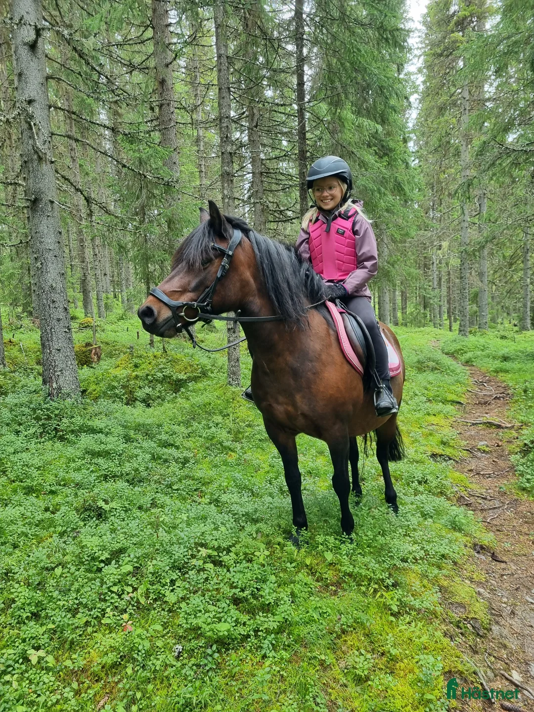 Allround hästar sökes: Sommarhästar sökes i Strömsund - Annons 1