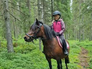 hästar Sommarhästar sökes - Annons 1