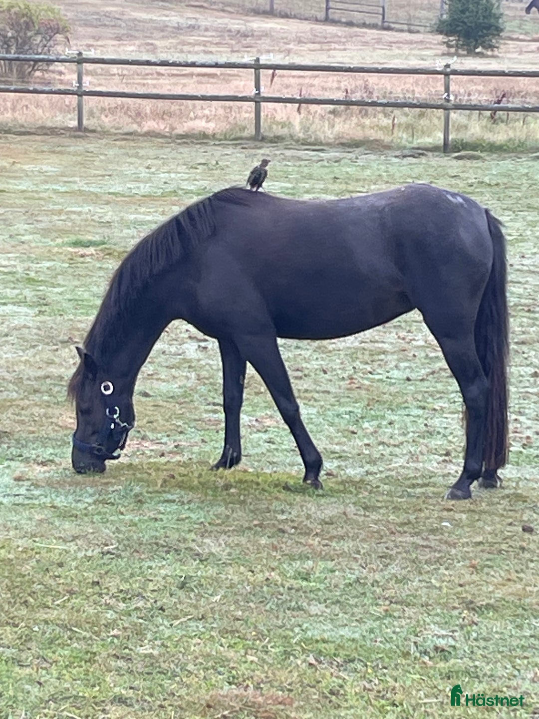 Hoppning hästar till salu: Välstammad B-ponny mot hopp i Löddeköpinge - Annons 1