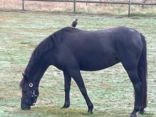 hästar Välstammad B-ponny mot hopp i Löddeköpinge - Annons 17
