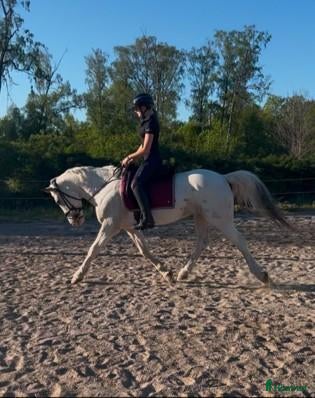  hästar Maxad D-ponny med hjärtat på rätt plats! 🐴💛 - Annons 2