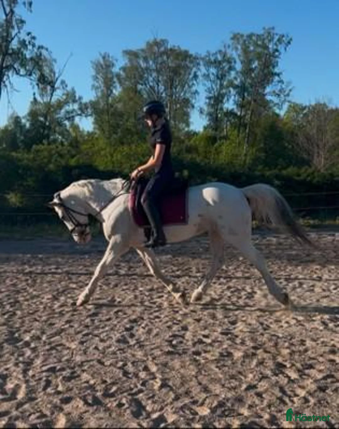 Allround hästar till salu: Maxad D-ponny med hjärtat på rätt plats! 🐴💛 i Vallentuna - Annons 2