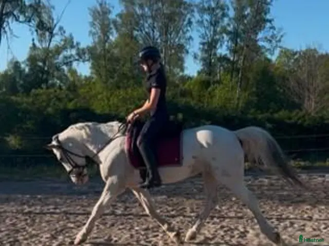 hästar till salu: Maxad D-ponny med hjärtat på rätt plats! 🐴💛 - Annons 2