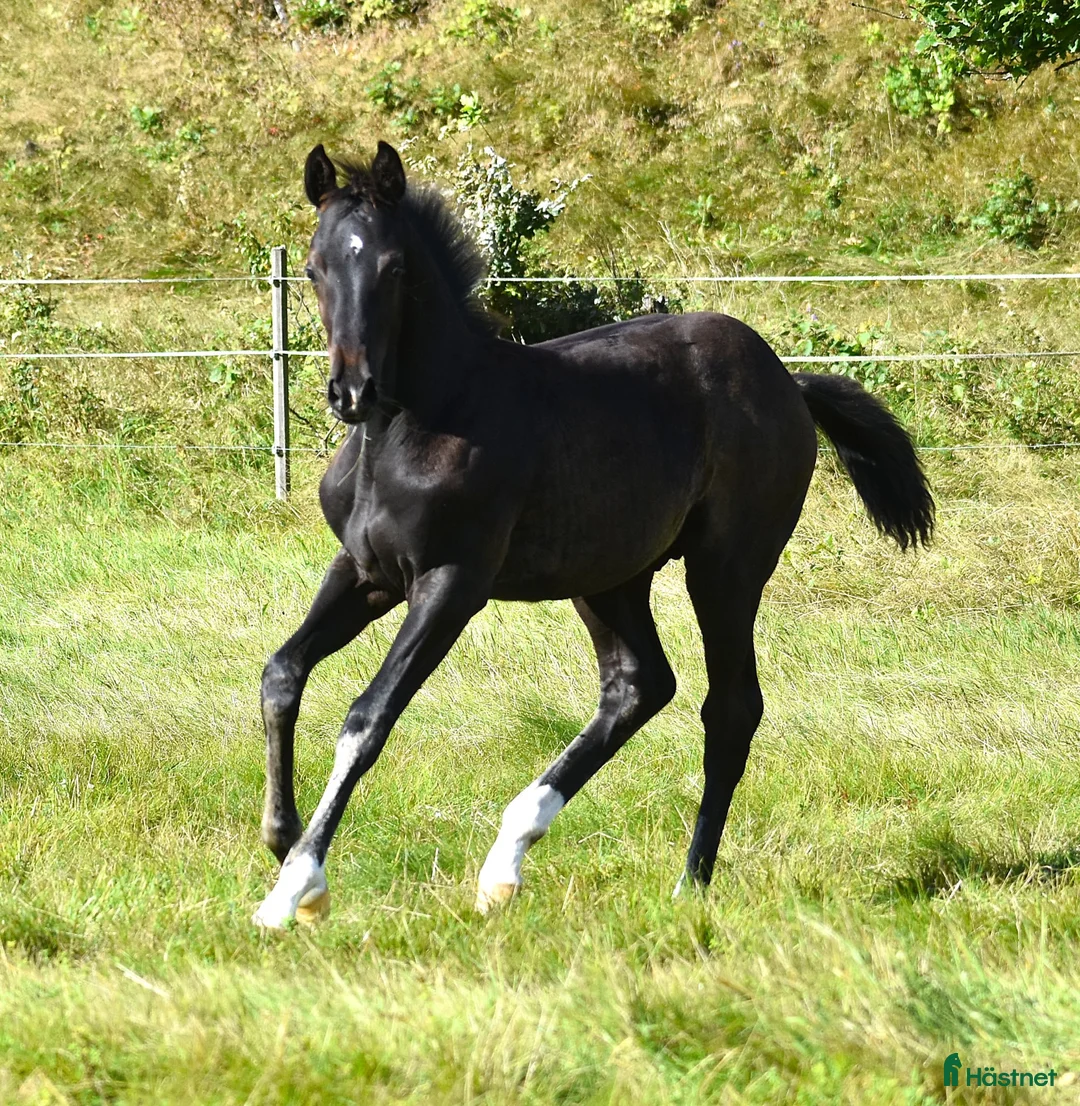 Dressyr hästar till salu: Hingstföl i Smålandsstenar - Annons 2