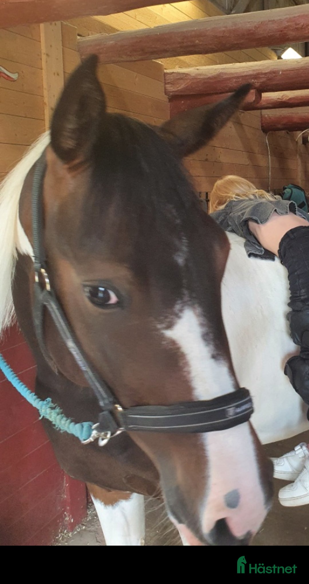 Western hästar till salu: Läckert skäck sto i Tenhult - Annons 3