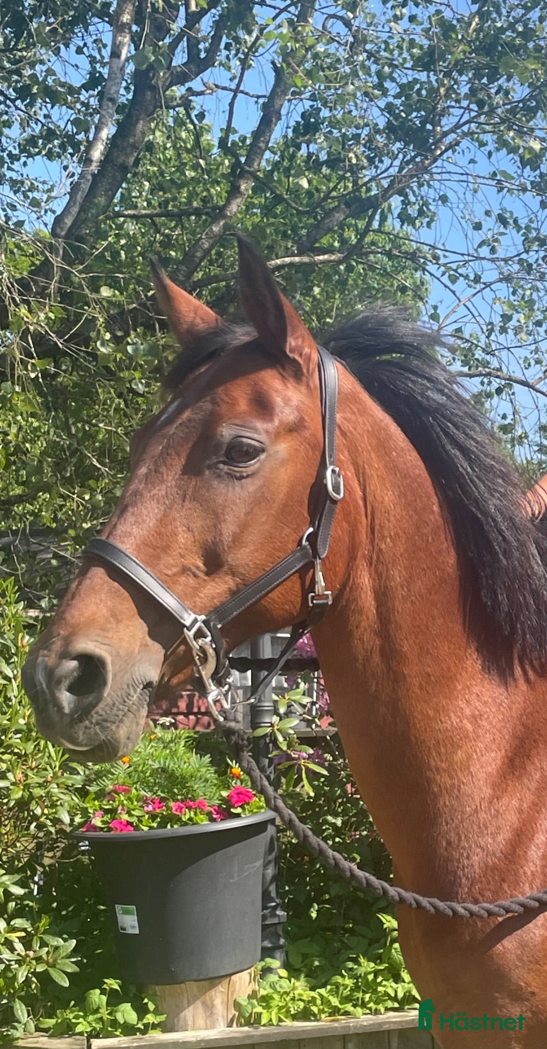  hästar Personligt D-ponnysto - Annons 1