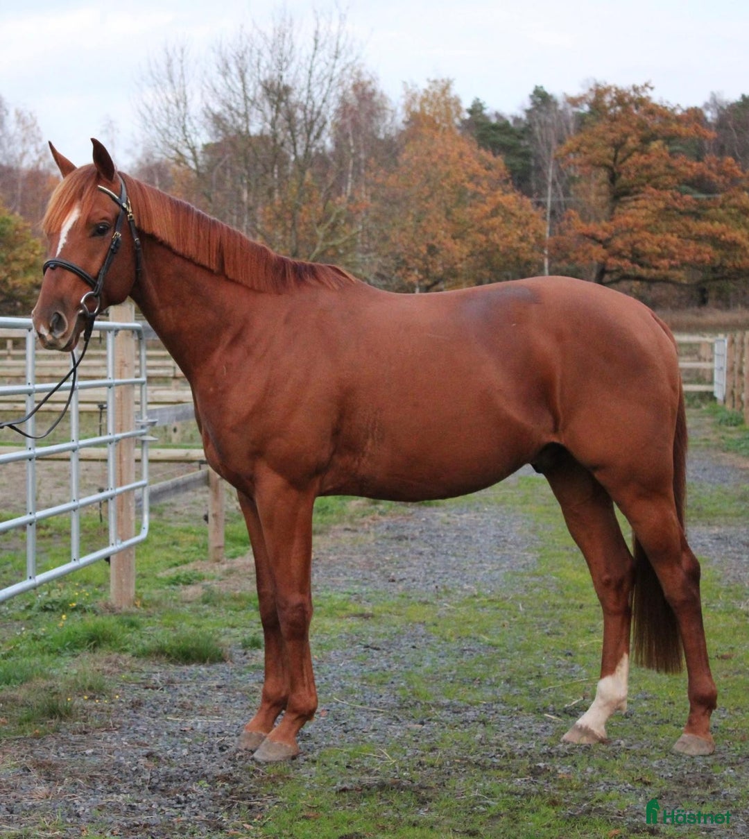 Sällskap hästar till salu: Trevlig valack för sällskap/hobby i Blentarp - Annons 2