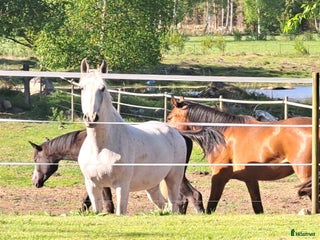 hästar i Nybro - Annons 12