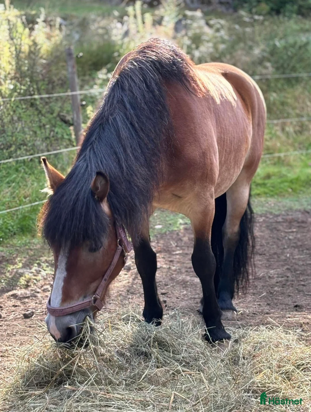 Allround hästar till salu: ⭐️Söker sin rätta människa⭐️ - Annons 1