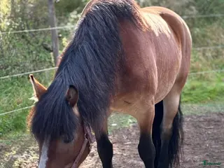 hästar ⭐️Söker sin rätta människa⭐️ - Annons 4