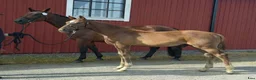 Dressyr hästar till salu: Föl med internationell dressyrstam i Hedemora - Annons 3