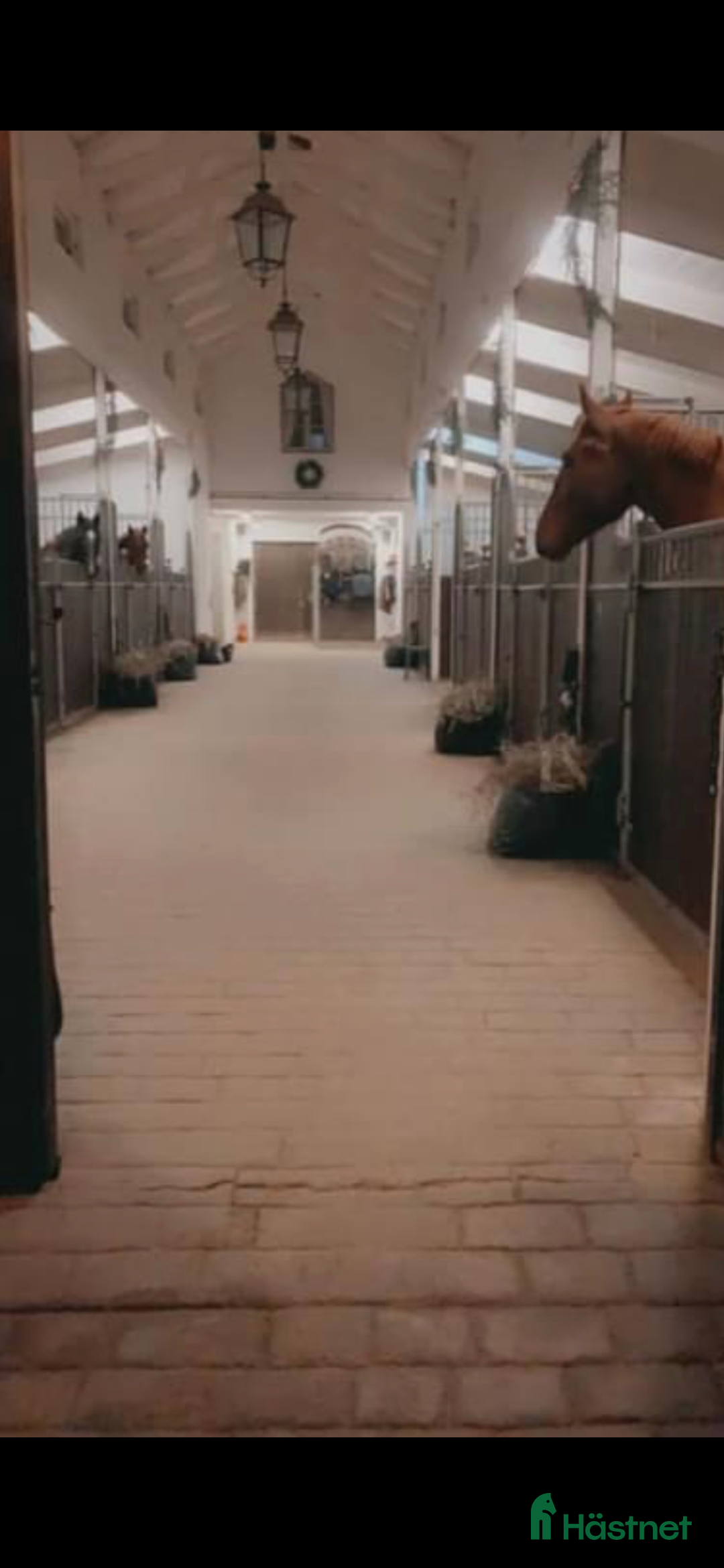  hästjobb finnes: Helgjobb på ett professionellt  dressyrstall i Ekolsund - Annons 3