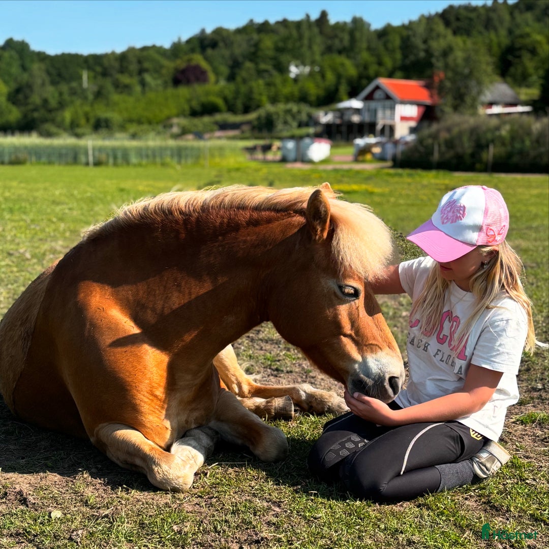 Körning hästar till salu: läromästare söker nytt kärleksfullt hem  i Näsum - Annons 3
