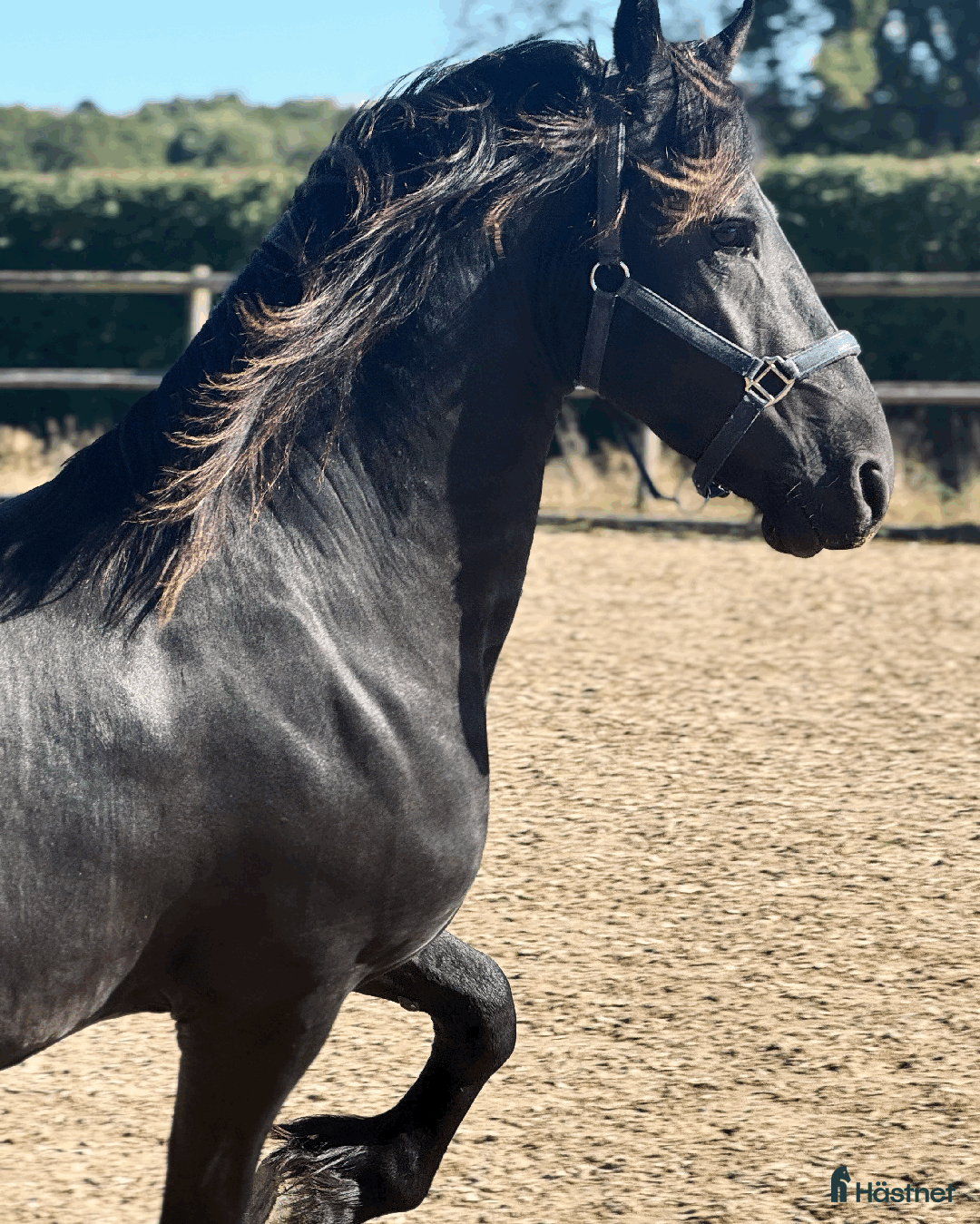 Dressyr hästar till salu: Frieserprins söker sin perfect match i Jonstorp - Annons 4