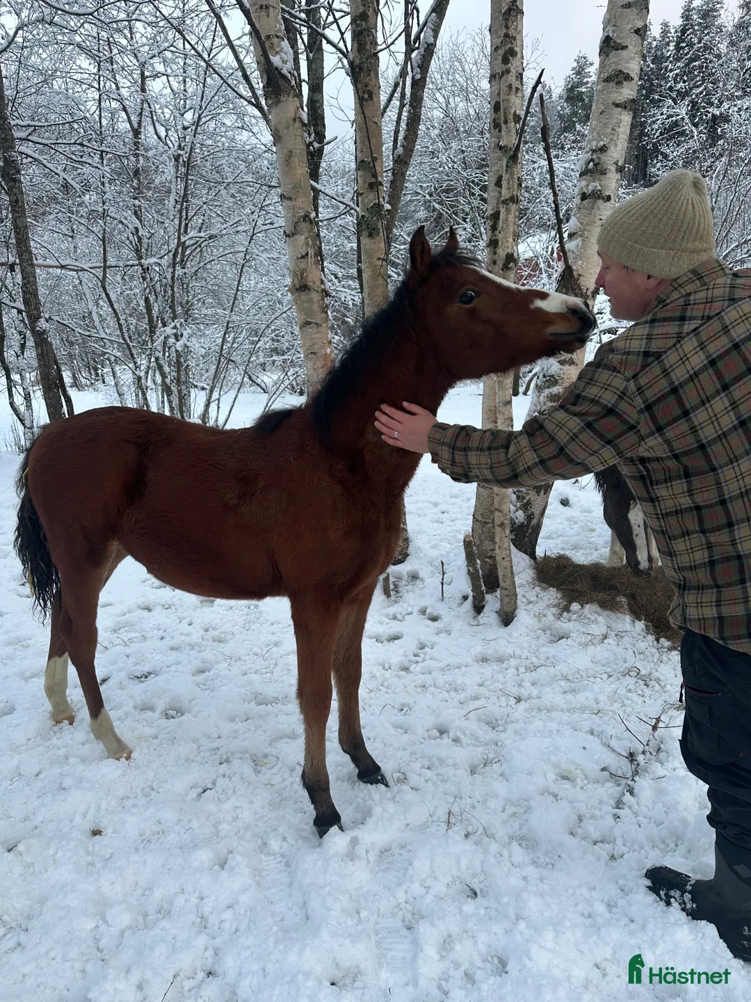 Allround hästar till salu: Sportsponni hingst for fremtiden  - Annons 5