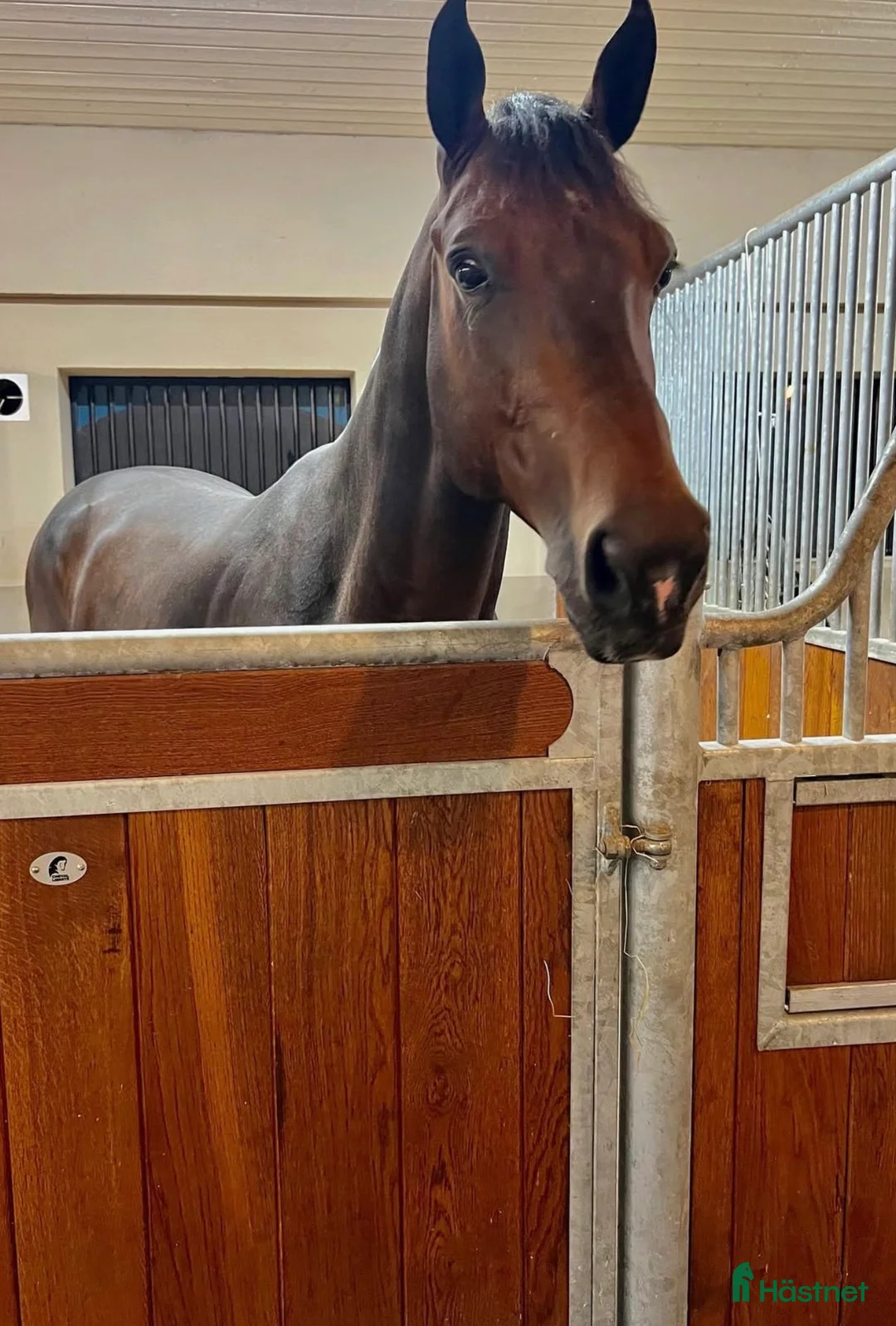 Hoppning hästar till salu: Topp Junior häst  - Annons 2