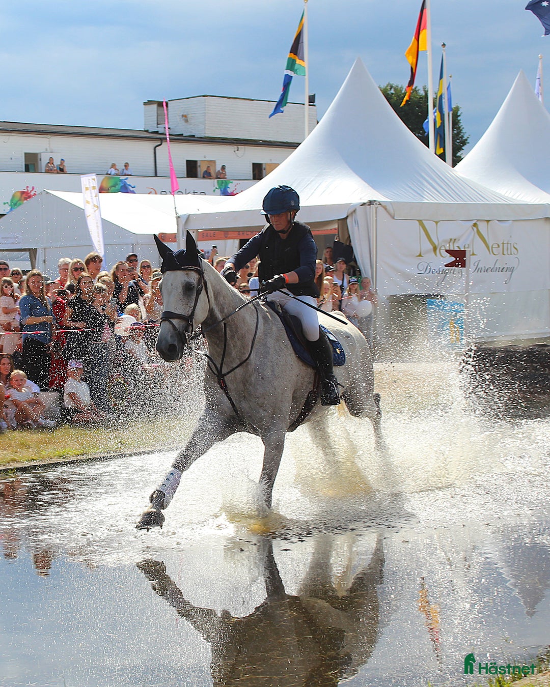 Dressyr hästar till salu: Terrängmaskin - Annons 4
