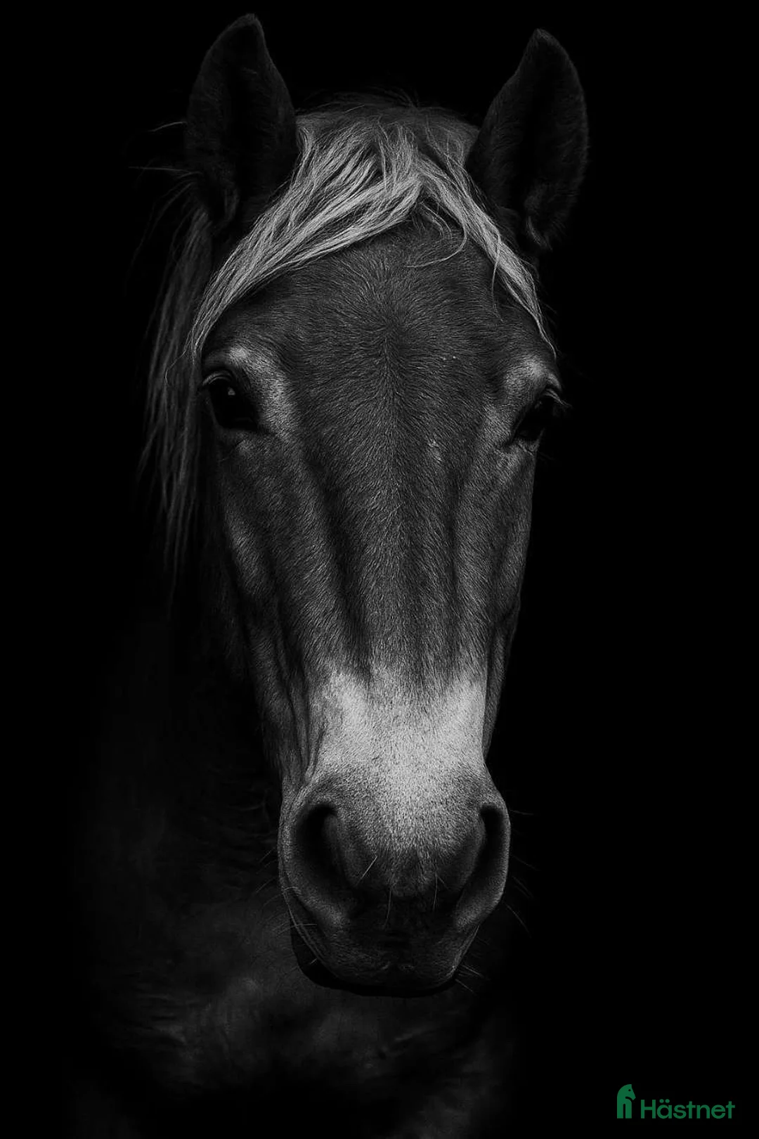 Körning hästar till salu: Ardenner valack  i Åtvidaberg - Annons 3