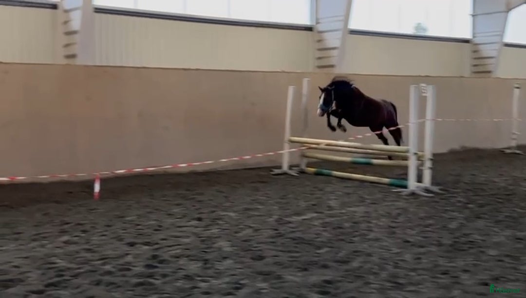 Hoppning hästar till salu: Super söt ponny säljas  i Vedum - Annons 10