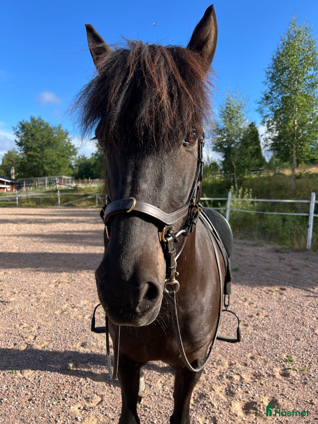 Island hästar till salu: Projekthäst i Ydre - Annons 2
