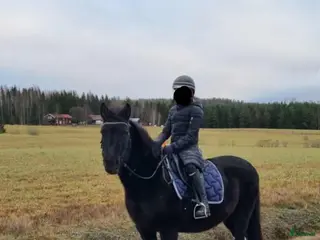 hästar Skogsmullen med stort hjärta i Kil - Annons 18