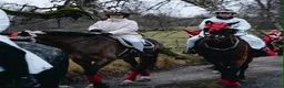 Dressyr hästar till salu: ✨ Lyxig valack söker sitt rätta hem ✨ - Annons 3