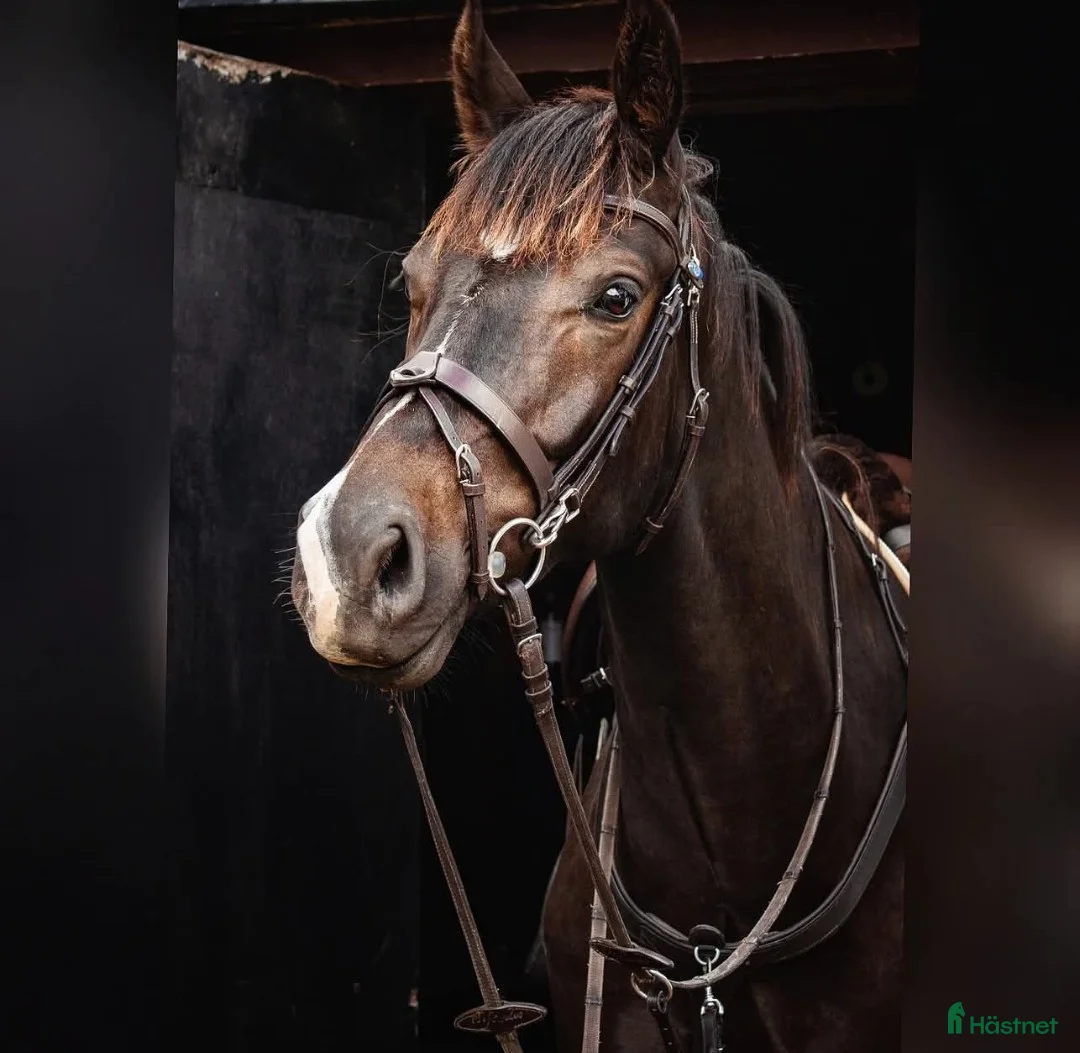 Allround hästar till salu: Trevlig stabil valack med dubbeltalang  - Annons 1