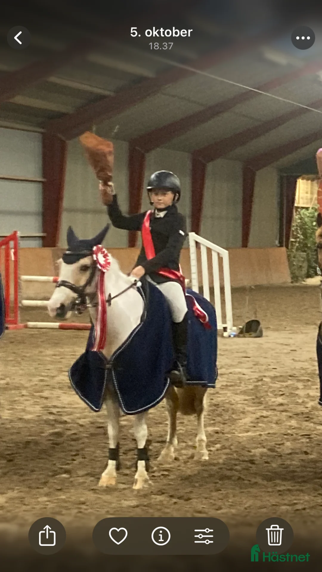 Hoppning hästar till salu: Fantastisk sød lærermester   - Annons 1