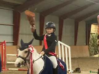 hästar Fantastisk sød lærermester - Annons 1