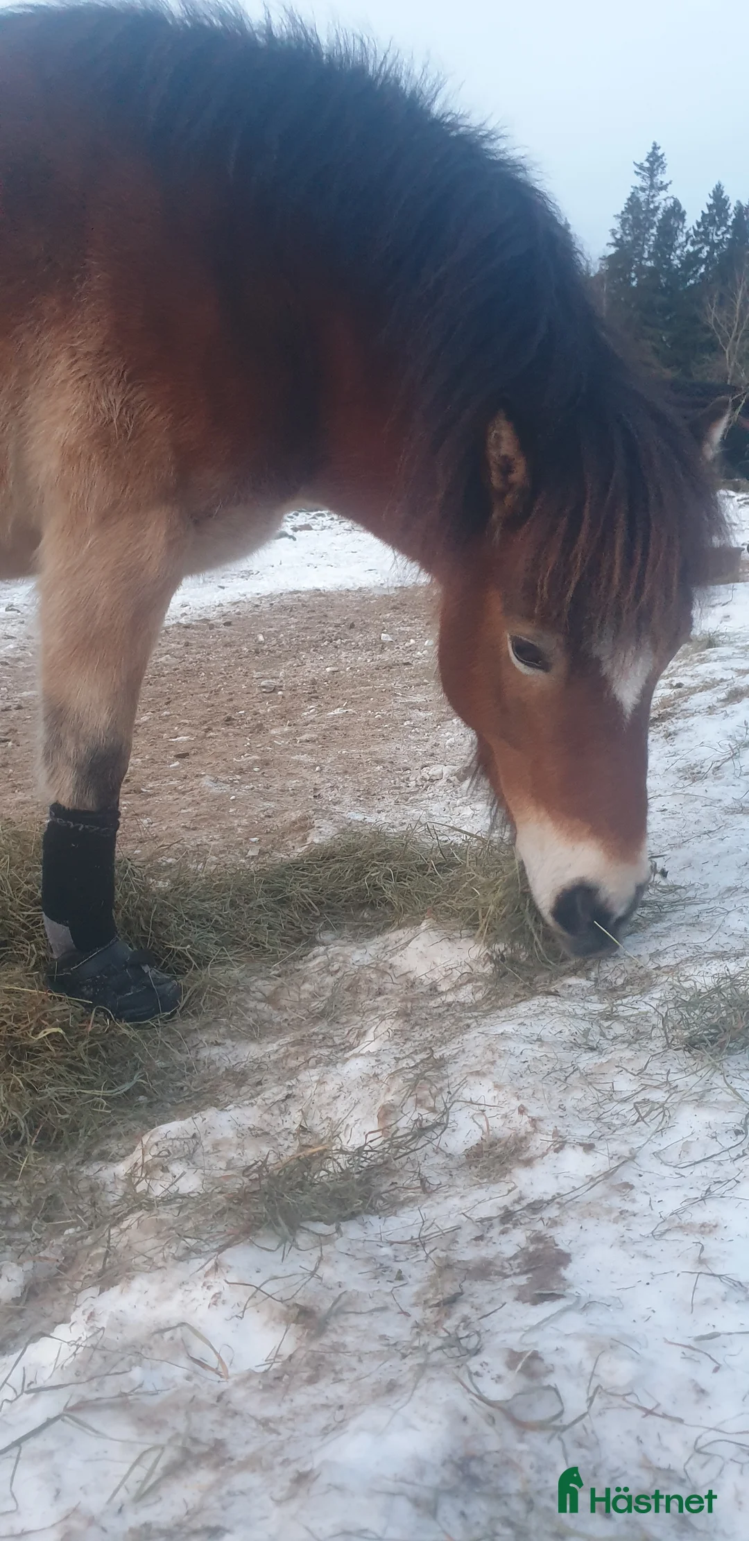 Övrigt hästar sökes: Har du vår nya vän? i Skeppshult - Annons 1