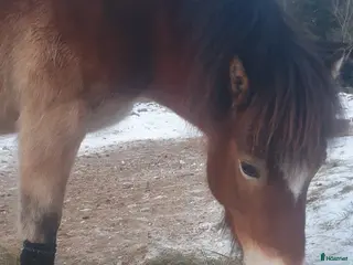 Övrigt hästar sökes: Har du vår nya vän? i Skeppshult - Annons 1