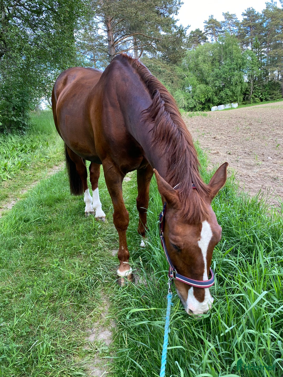Allround hästar till salu: Foder med ev senare köp - Annons 2