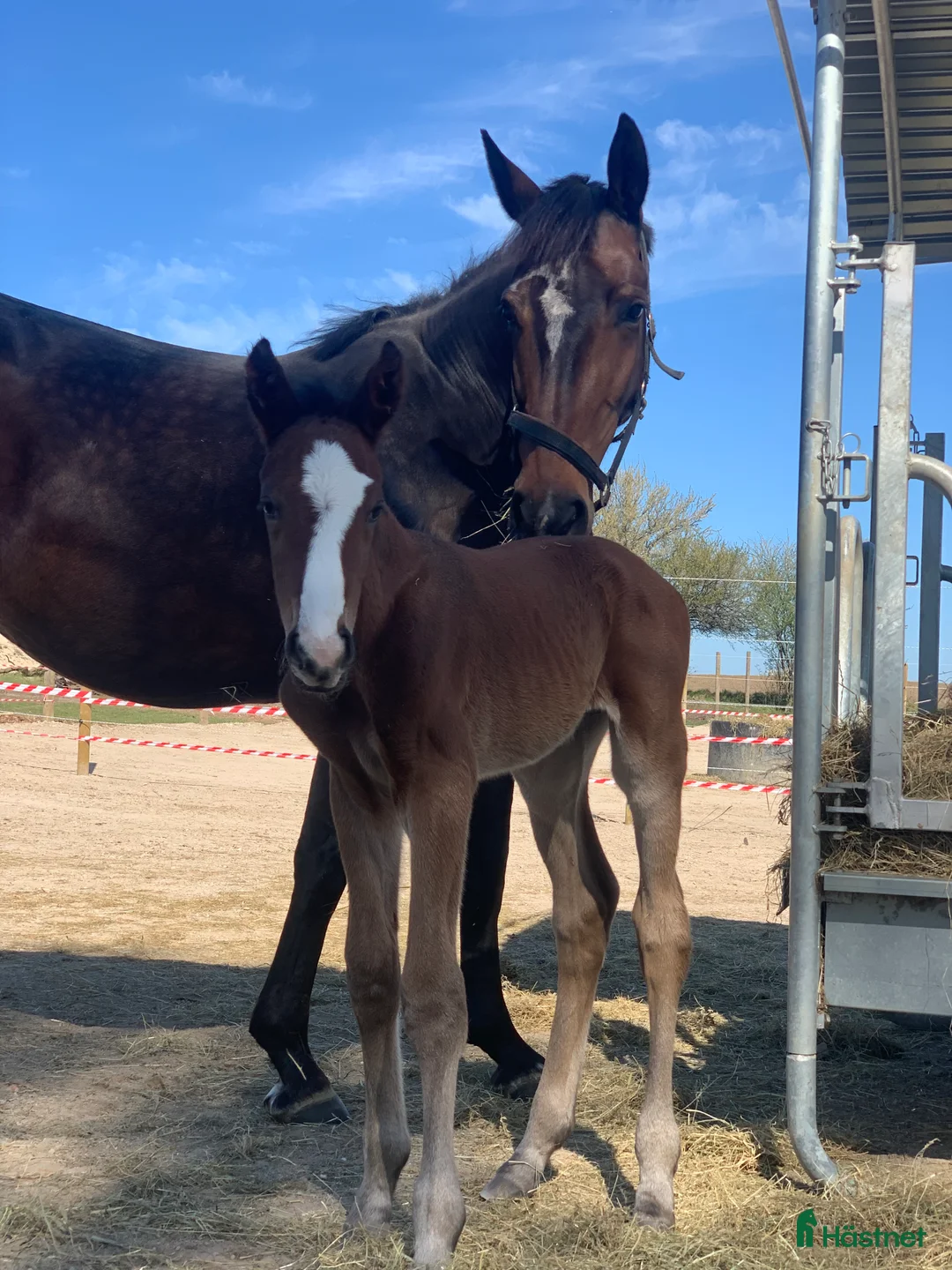 Avelshästar hästar till salu: Top avlshoppe sælges, hophest - Annons 1