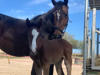 hästar Top avlshoppe sælges, hophest - Annons 15